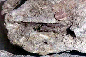 Miller Stone image of wood, from Kansas