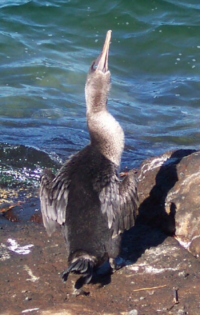 flightless Cormorant