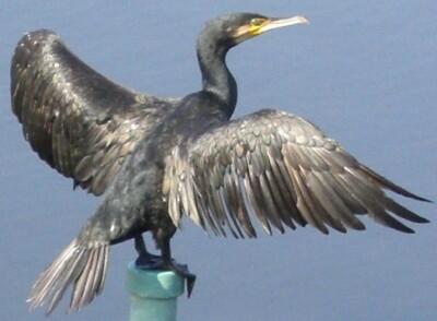 normal Cormorant